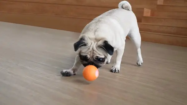 intelligens kutyajáték