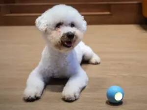 Wicked Ball SE Cheerble 3