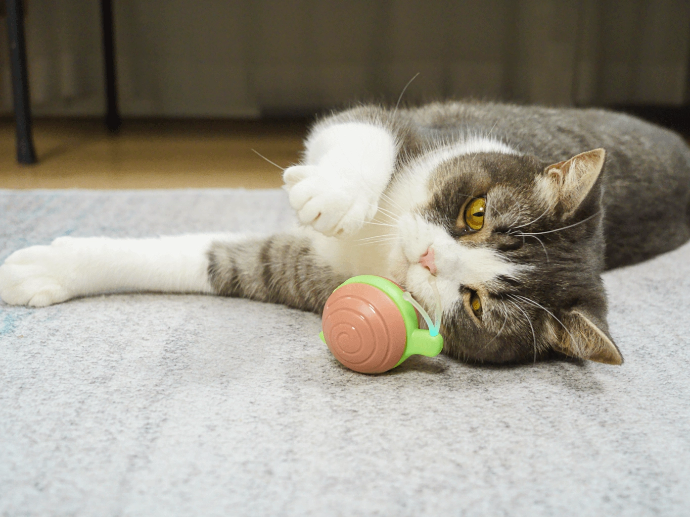 Wicked snail cheerble 3