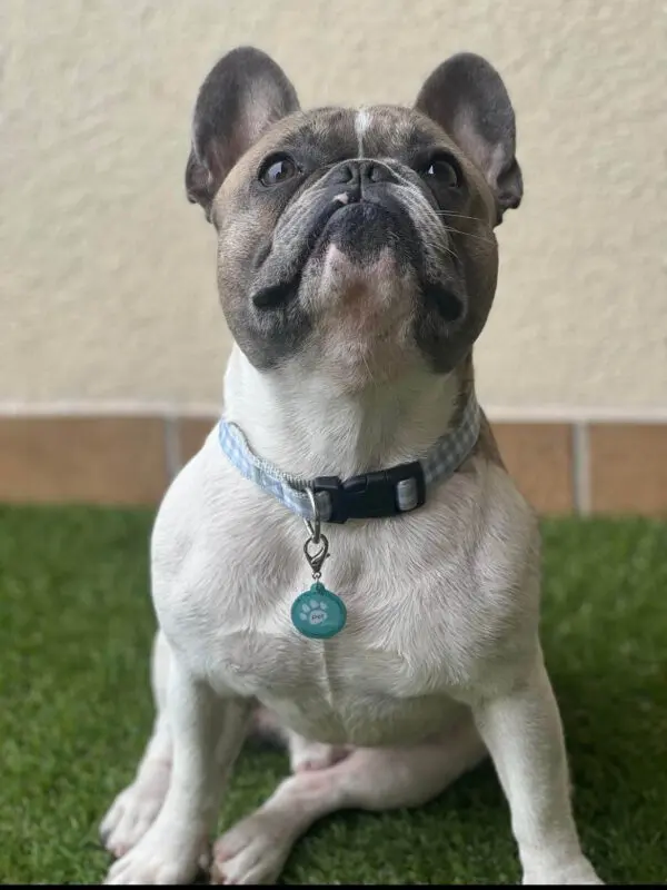 petpassid_3