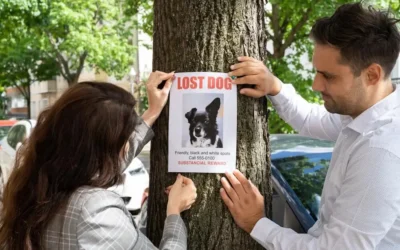 Elveszett kutya – 8 lépés, amit minden gazdinak tudnia kell vészhelyzetben