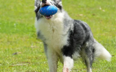 Interaktív kutya – Okos megoldások aktív kedvenceknek
